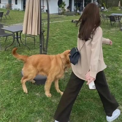 我的老婆是只猫